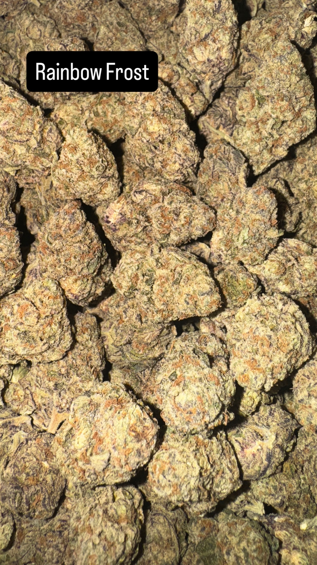 Rainbow Frost